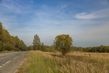 Obraz premium A road with trees in the background and a tree in the middle of the field