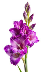 Elegant Purple Gladiolus Flower Isolated on Transparent Background