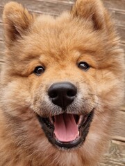 close up of a puppy