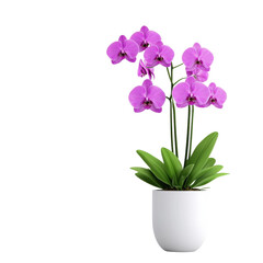 Naklejka premium Elegant orchid plant in a white pot with vibrant purple flowers