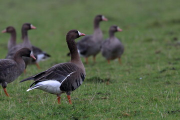 Fototapeta premium goose