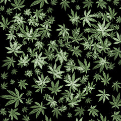 Green cannabis heart on black background, green leaves Hand drawn watercolor illustration, medicine herb plant