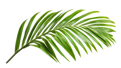 Palm tree frond isolated on transparent background, PNG file