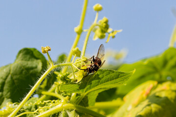 Yellowjacket or yellow jacket, wasp (Vespula germanica) on flower on wild cucumber