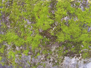Weathered concrete wall with exposed brick and moss. Urban decay and grunge concept
