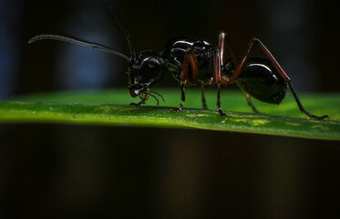 black ant on green leaf, close up of black ant on green leaf