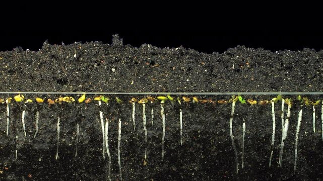 Time lapse of growing alfalfa vegetables with ALPHA channel