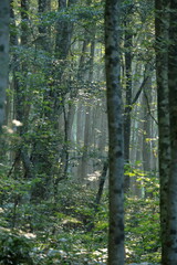 美しい緑が広がる鳥取県の伯耆大山のブナ林