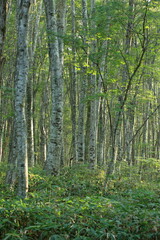 美しい緑が広がる鳥取県の伯耆大山のブナ林