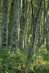美しい緑が広がる鳥取県の伯耆大山のブナ林
