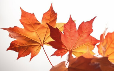 Red and Orange Maple Leaves in Backlight