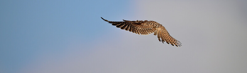 Turmfalke // Common kestrel (Falco tinnunculus)