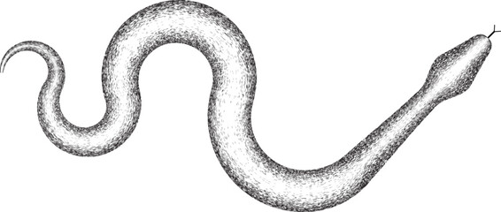 Year of the snake . Grainy, transparent Snake logo for Chinese new year 2025.  Zodiac snake symbol .design elements . World snake day icon . Vector