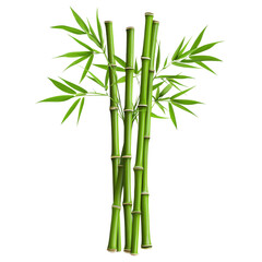 Vibrant green bamboo stalks with leaves, symbolizing nature and growth