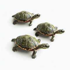 Obraz premium Three realistic turtles showcasing their vibrant shells and distinct features against a clean backdrop.