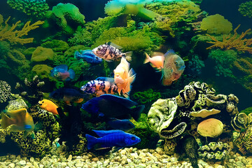 Various decorative fish swim in an aquarium. Freshwater aquarium in pseudo-sea style. Aqua scape...