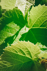 Grape leaf epidermis texture, close-up, selective focus. Vertical photo.
