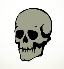 Obraz premium Vector drawing. Skull and neck bones
