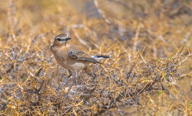 Northern Wheatear (Oenanthe oenanthe) is a common songbird in Asia, Europe, America and Africa. It lives in open and stony areas.