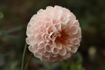 pink powder dahlia in the autumn garden