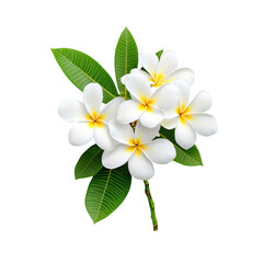 Fototapeta premium Beautiful white plumeria flowers with green leaves on black background