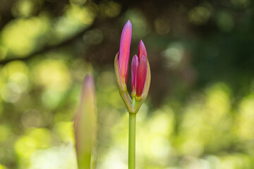 曼珠沙華の蕾