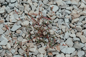 Small plant growing amidst gray stones on a rocky surface in a natural outdoor setting during midday