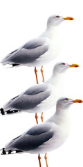 Obraz premium Image of three seagulls perched on a clear background.