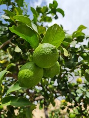 Lime Tree in Malta Summer Limestone Heritage