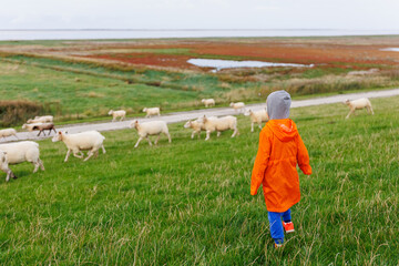 Kid walk have fun with many grazing sheep herd scene dyke green field pasture meadow grassland at North Sea coast East Friesland Lower Saxony Germany. Scenic german rural countryside landscape view