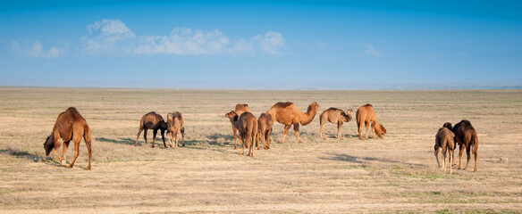 Camels on the way are looking for fresh grass to eat, graze in the steppes, heat, drought,...