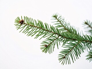 Naklejka premium Evergreen tree branch on a white background