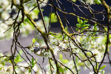 Lesser whitethroat bird, Curruca curruca. Birds in garden. Spring time.