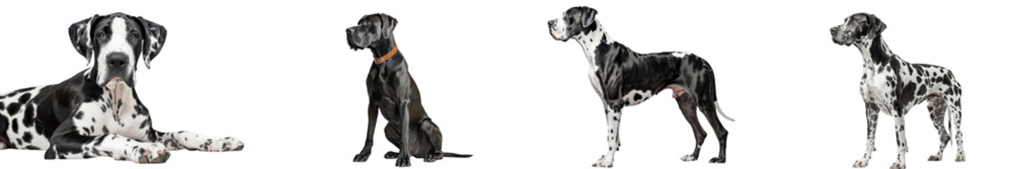 A high-quality image of a Great Dane, highlighting its large size and gentle nature.