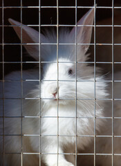 Obraz premium Rabbits are sitting in a cage on a farm
