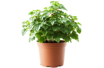 Obraz premium Polyscias Scutellaria-Aralia Fabian plant in pot, isolated on white background. Generative Ai