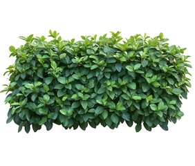 Obraz premium Tropical plant fence bush green shrub tree isolated on white background. Generative Ai