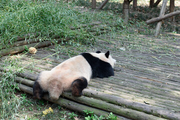 A panda sleeping and having a poo
