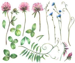 Wildflower set. Pink Clover, blue chicory flowers, meadow Mouse pea, grass, green creeper. Watercolor leaves and buds Botanical hand drawn illustration. Realistic Field herbs Isolated from background 