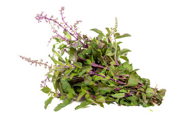 Holy Basil