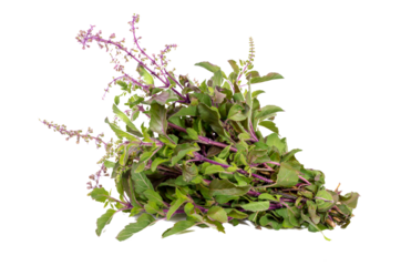 Holy Basil, Transparent background