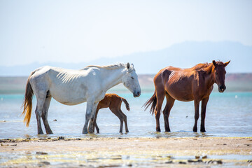 Obraz premium Horses on the lake. Beautiful horses with a foal in the wild, mane fluttering in the wind. Wild nature, beautiful scenery.