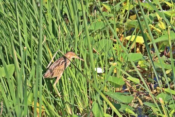 Yellow bittern (Ixobrychus sinensis) searching food in grassland near lake