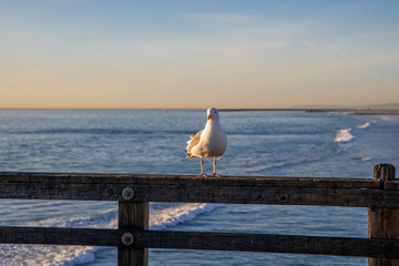 A Western Gull in Oceanside, California