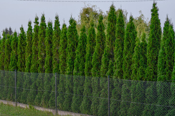 Wysoki gęsty żywopłot, tuja żywotnik zachodni © Paweł Kacperek