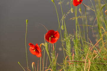 Czerwone maki tapeta tło  © Paweł Kacperek