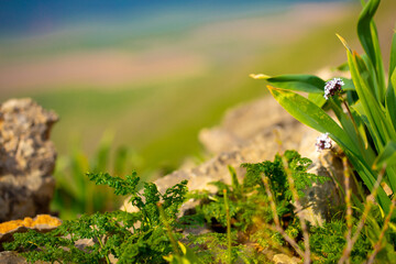 Beautiful landscape with mountain plants. Wildlife background. Flowers and plants in the mountains.