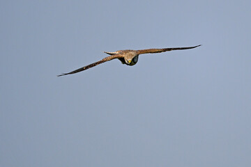 Common kestrel // Turmfalke (Falco tinnunculus)