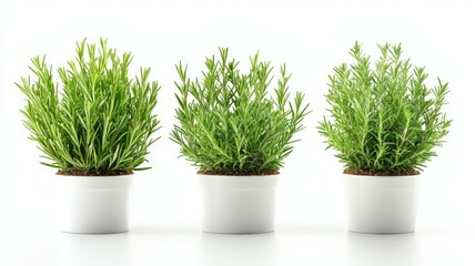 Three potted plants of the same species are lined up in a row