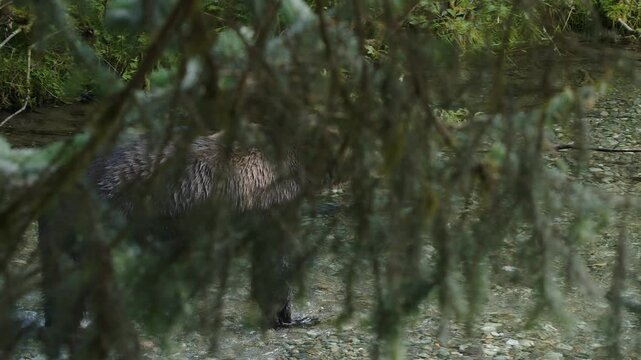 Obscured behind foreground branches, large brown bear walks in river